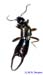 Anechura_harmandi_m_1141 copy